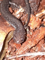 Plethodon
