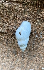 Bulimulus guadalupensis