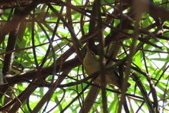 Helmitheros vermivorum