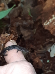 Plethodon