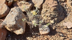 Ericameria nauseosa bernardina