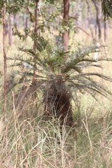 Cycas yorkiana
