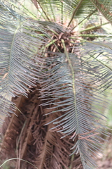 Cycas yorkiana