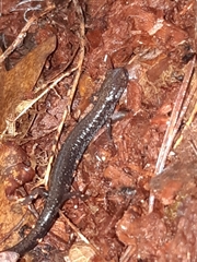 Plethodon