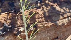 Ericameria nauseosa bernardina