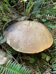 Rubroboletus