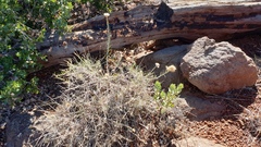 Ericameria nauseosa bernardina