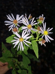 Symphyotrichum prenanthoides