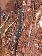 Plethodon