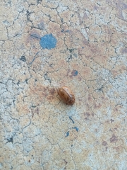 Cyclocephala lunulata