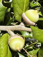 Quercus minima