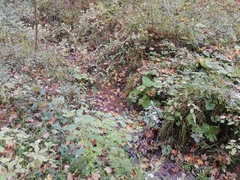 Symphyotrichum prenanthoides