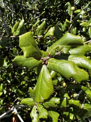 Quercus minima