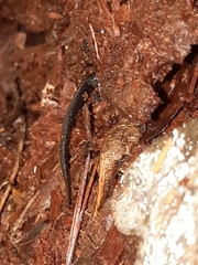 Plethodon