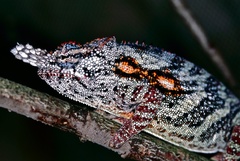 Lesser Chameleon photo 3