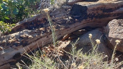 Ericameria nauseosa bernardina