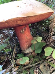 Rubroboletus