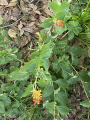 Lantana urticoides