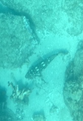 Epinephelus labriformis