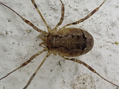 Oligolophus hanseni