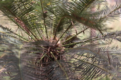 Cycas yorkiana
