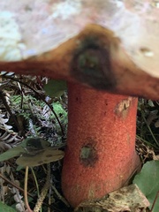 Rubroboletus