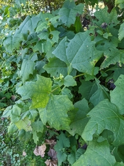 Smallanthus uvedalia