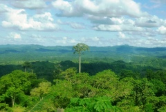 Cavanillesia platanifolia