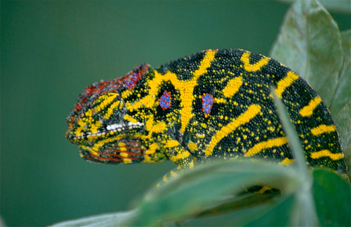 Lesser Chameleon