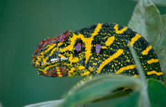 Lesser Chameleon photo 2
