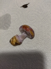 Cortinarius dibaphus