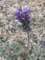 Lupinus lepidus