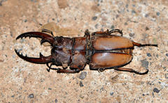 Prosopocoilus astacoides
