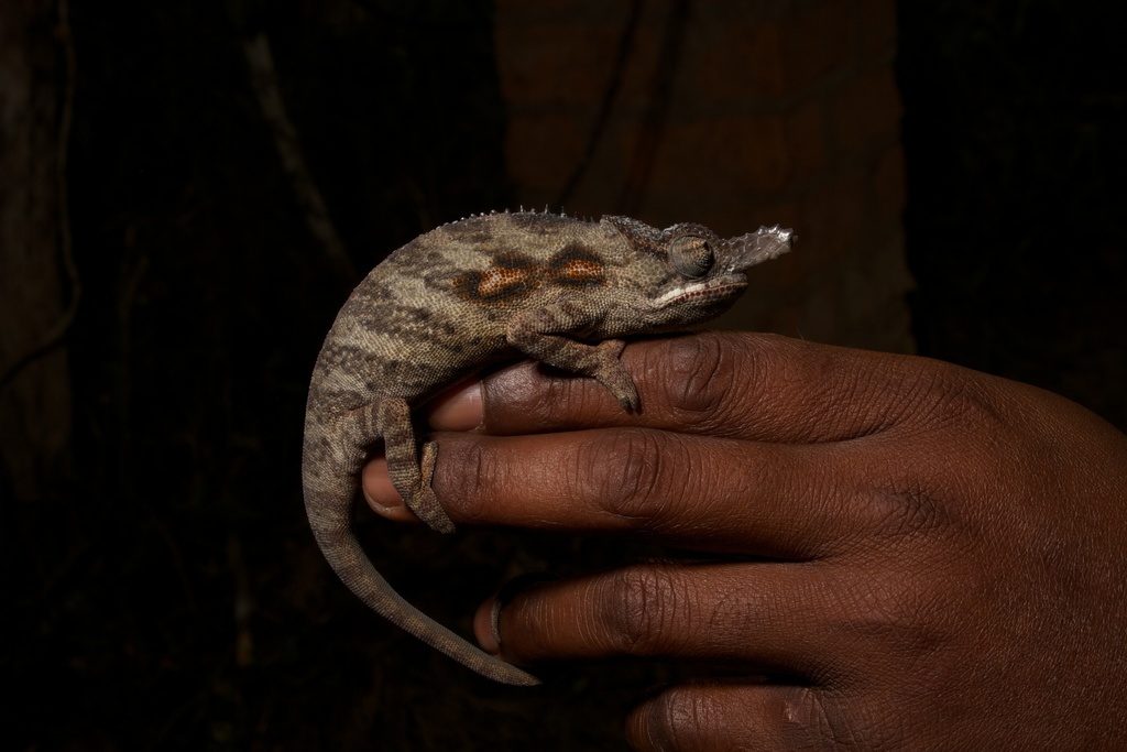 Lesser Chameleon