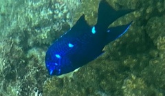 Microspathodon dorsalis