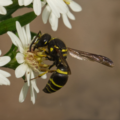 Ancistrocerus catskill