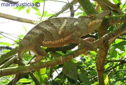 Fork-nosed Chameleon