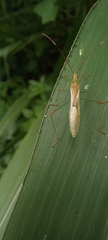 Stenocoris