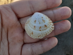 Mollusca