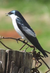 Tachycineta albiventer