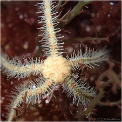Ophiothrix spiculata
