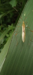 Stenocoris