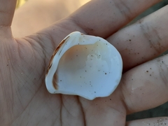 Mollusca