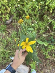 Helianthus hirsutus