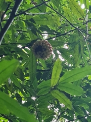Annonaceae