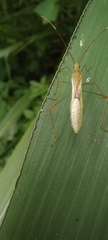Stenocoris