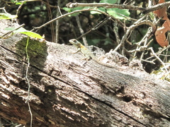 Sceloporus torquatus binocularis