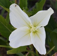 Oenothera centaurifolia