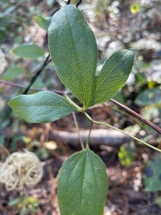 Clematis reticulata