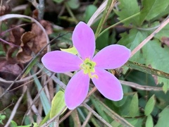 Sabatia angularis